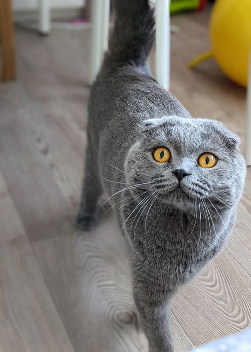 Молодий клубний скоттіш фолд