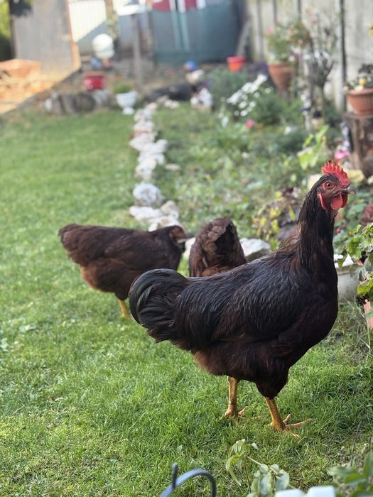 Jaja lęgowe Rhode Island  ( Karmazyn) oraz innych ras kur