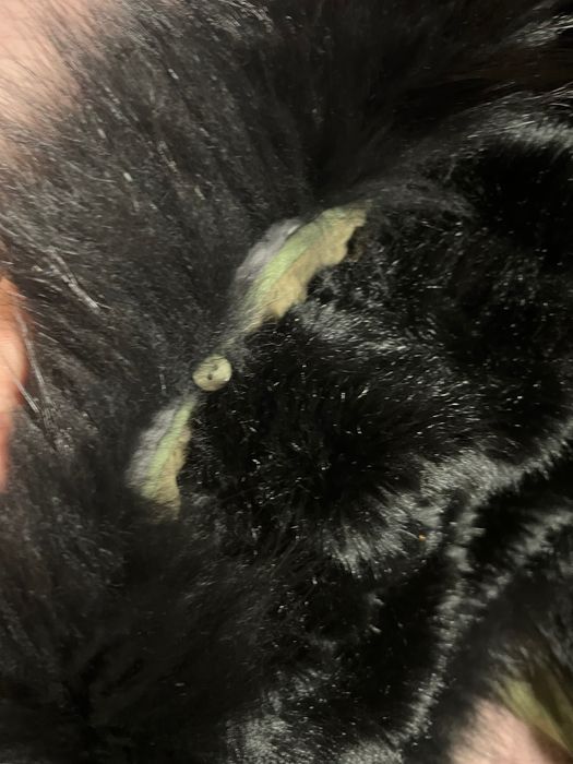 Парка котонова з натуральним хутром