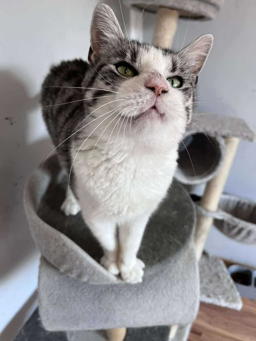 Prześliczny kocurek BAZYL czeka na domek !