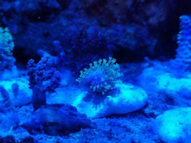 Koralowiec miękki Sarcophyton szczepki nr2