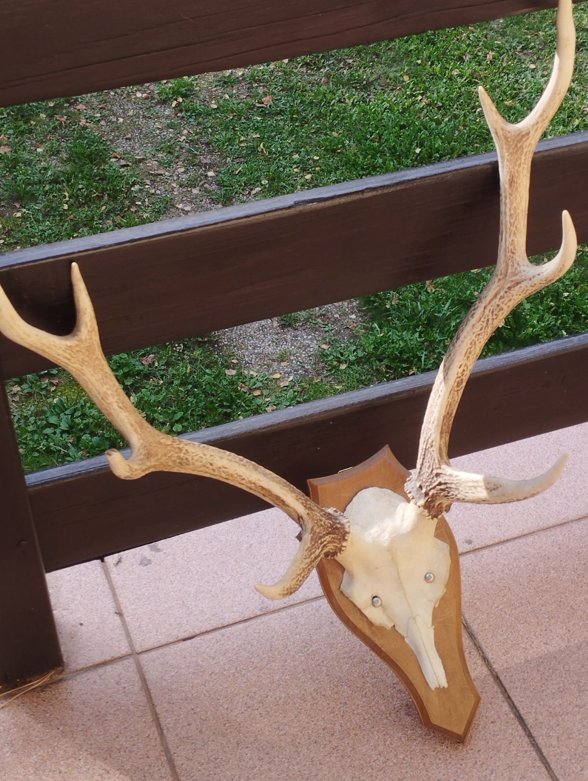 Poroże Jelenia Sika