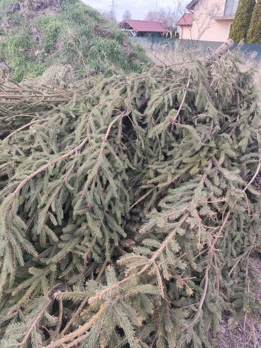 Oddam za darmo gałęzie drewno na opał