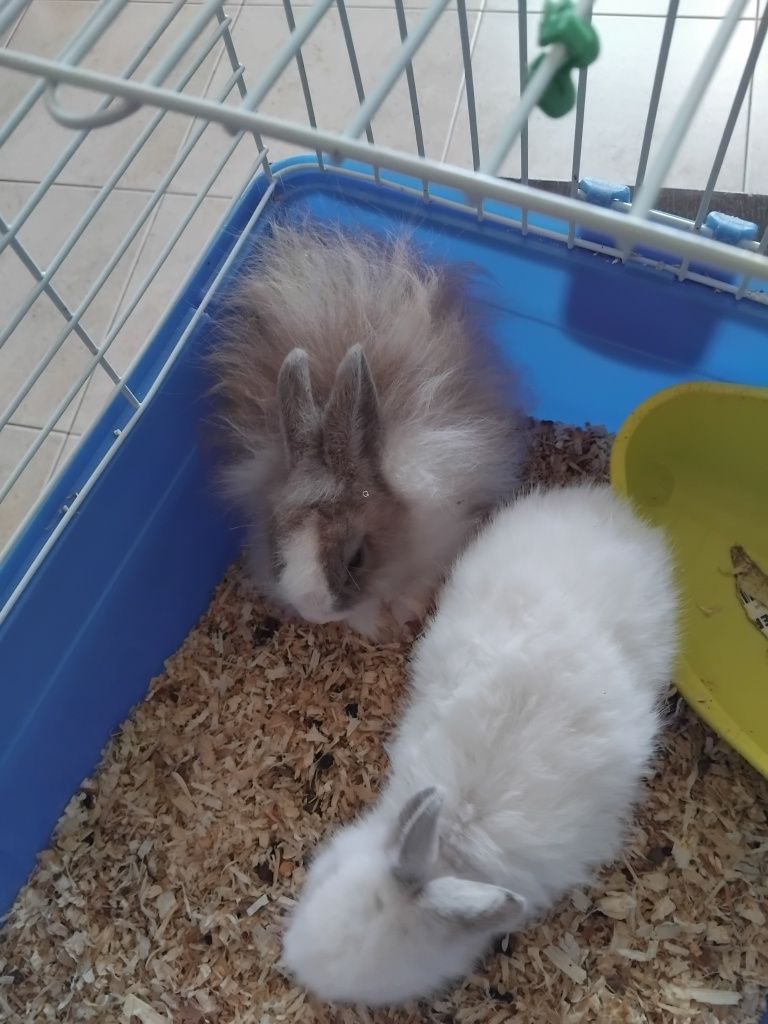 Coelhos anões bebés
