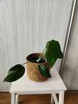 Monstera albo variegata