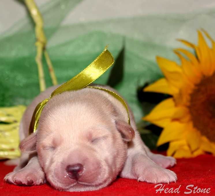 Щенки Лабрадора ретривера