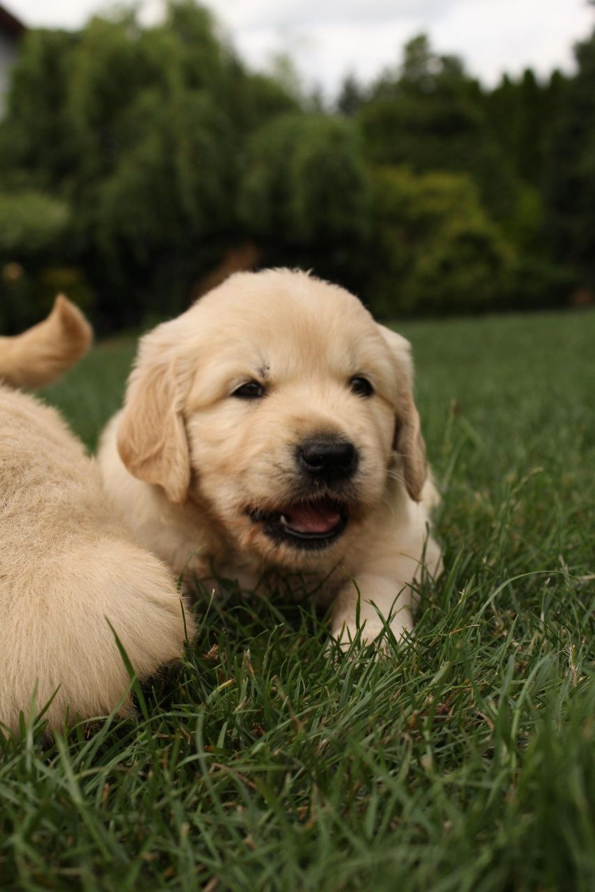 Szczeniak Golden Retriever