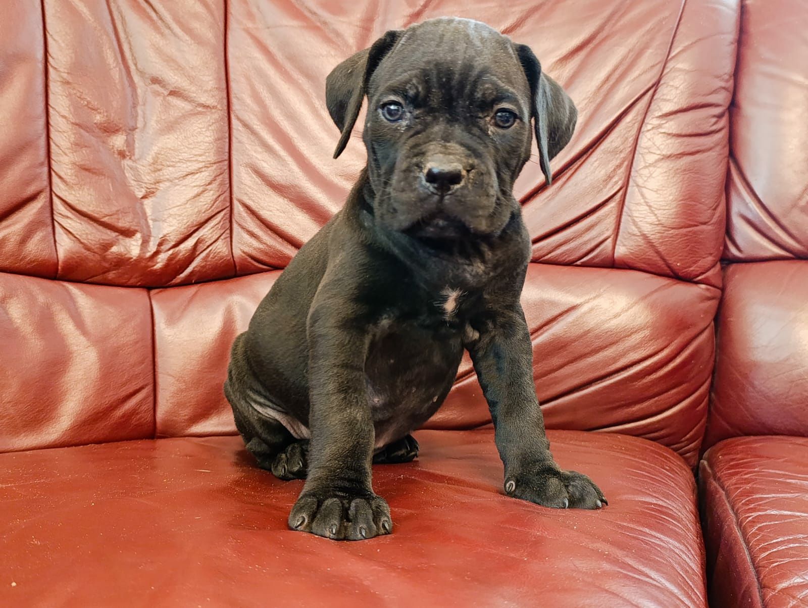 Cane Corso czarna suczka FCI