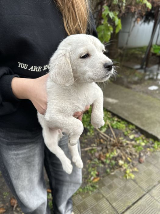 Маленькі цуцики шукають сімʼю