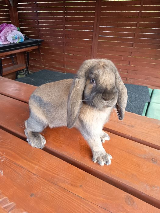 Samiec barana francuskiego