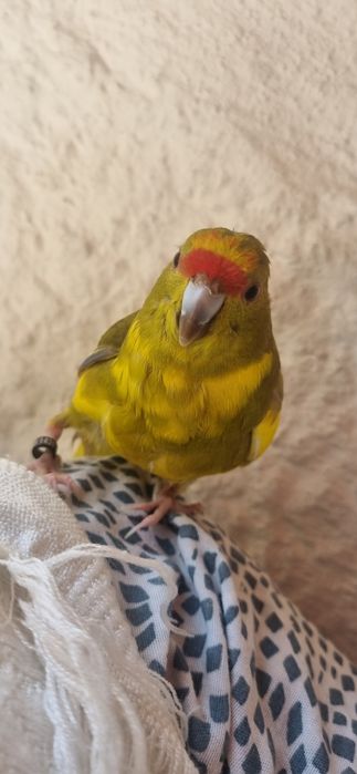 Troco por Caturra Fêmea