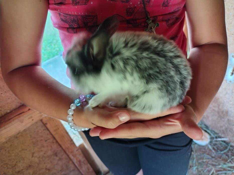 Króliczki miniaturki