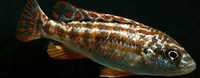 Labidochromis caeruleus Exasperatus-Labidochromis joanjohnsonae