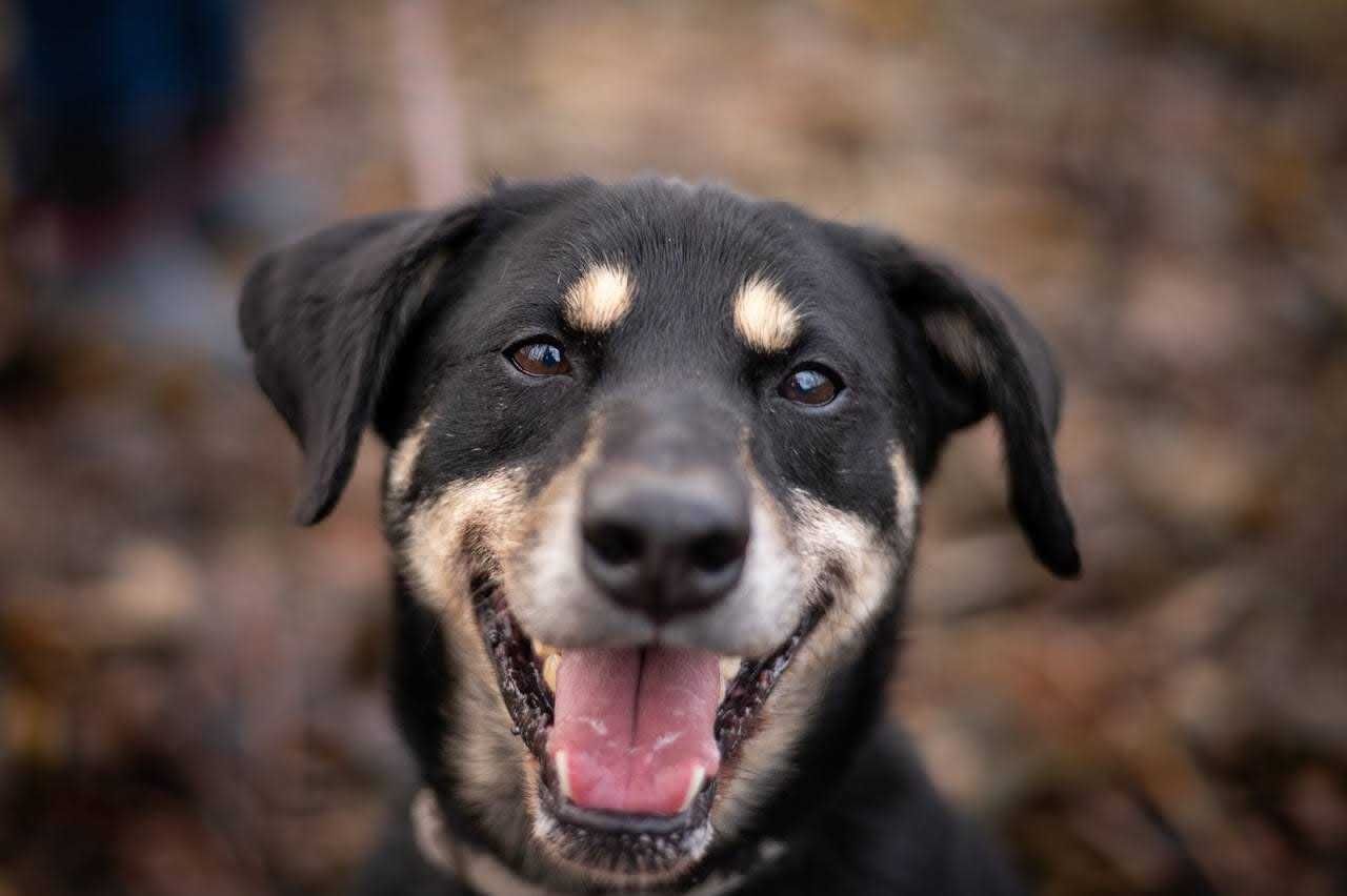 Senior w ciele szczeniaczka, adoptuj Nodiego