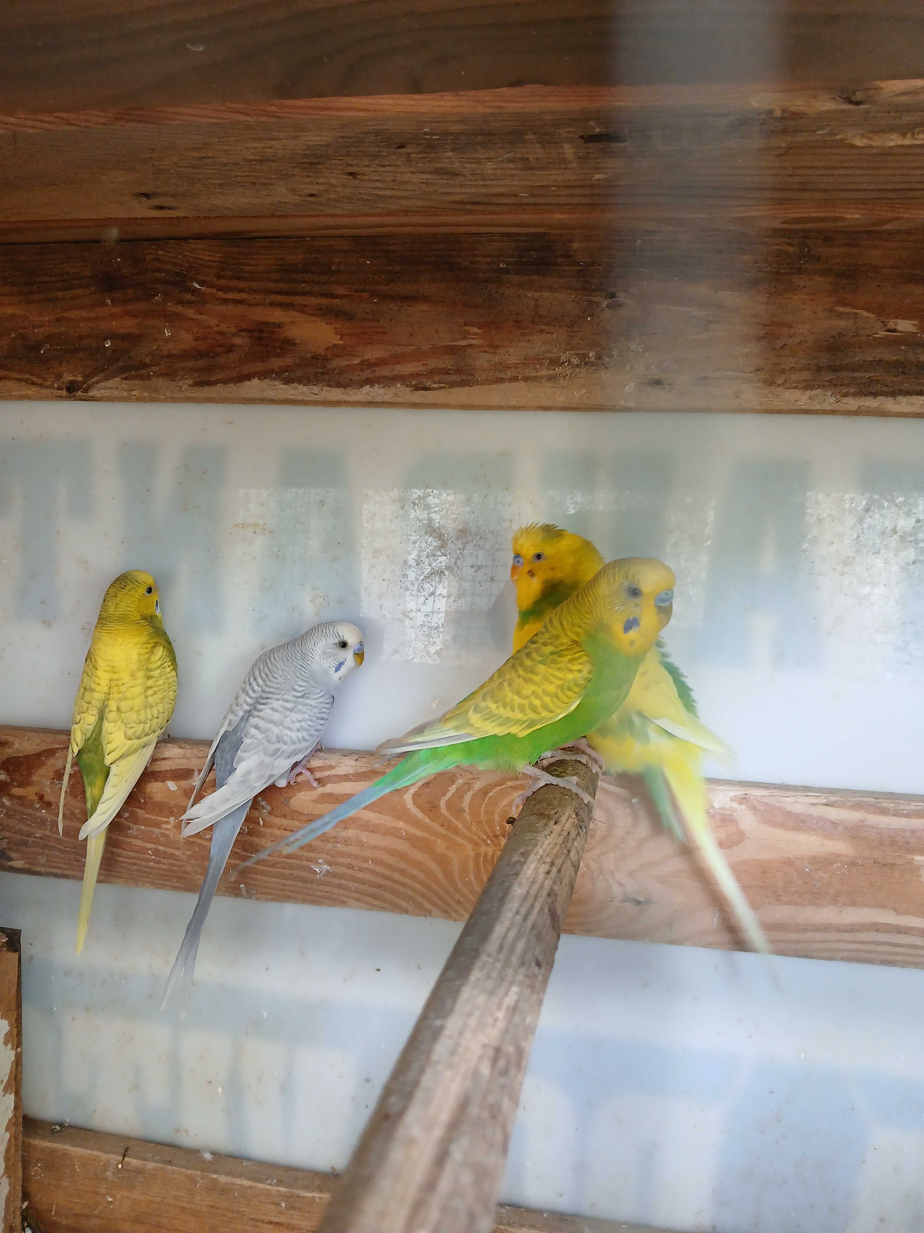 Piriquitos  australianos