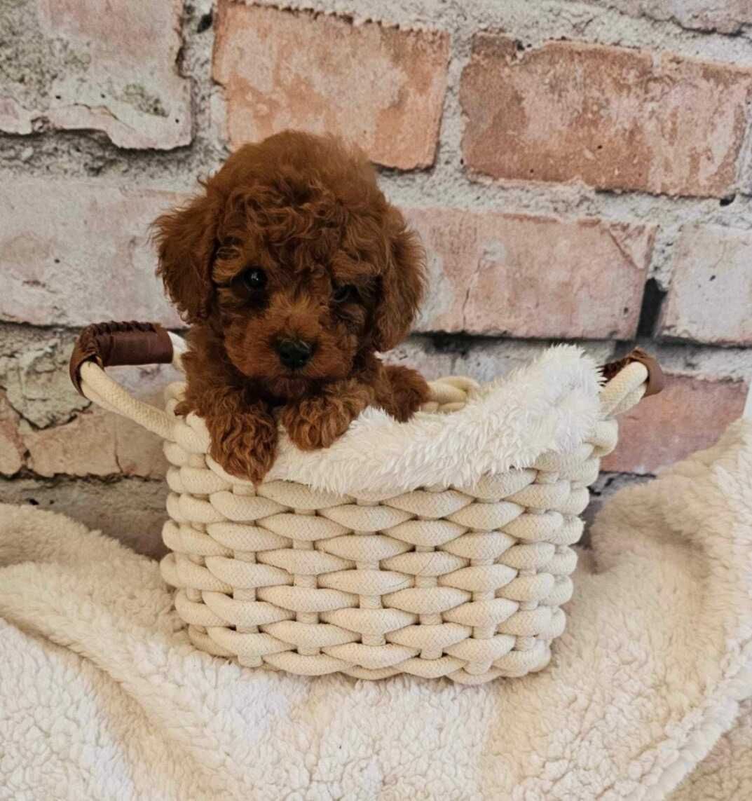Caniche Red ㅤㅤㅤㅤ