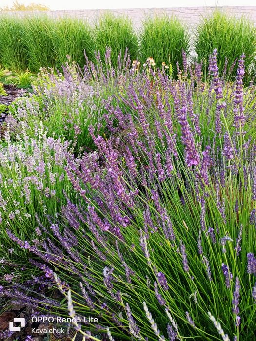 Продам лаванду і лавандин