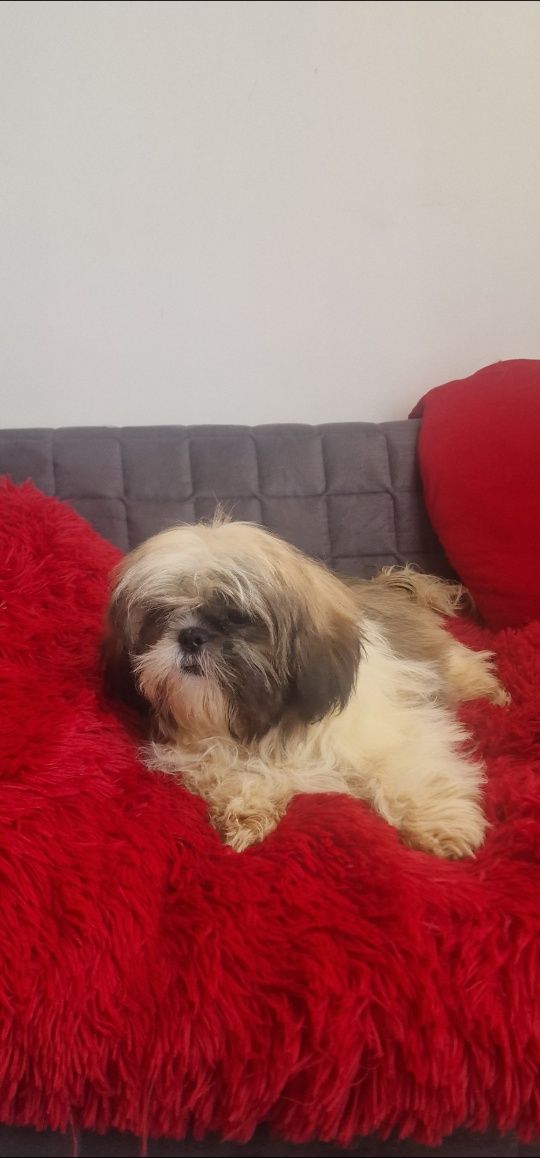 Shih tzu  tricolor