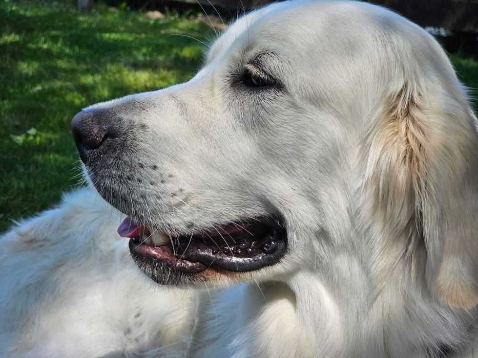 Golden retriever FCI ZKwP piesek po championie, dogoterapia badania