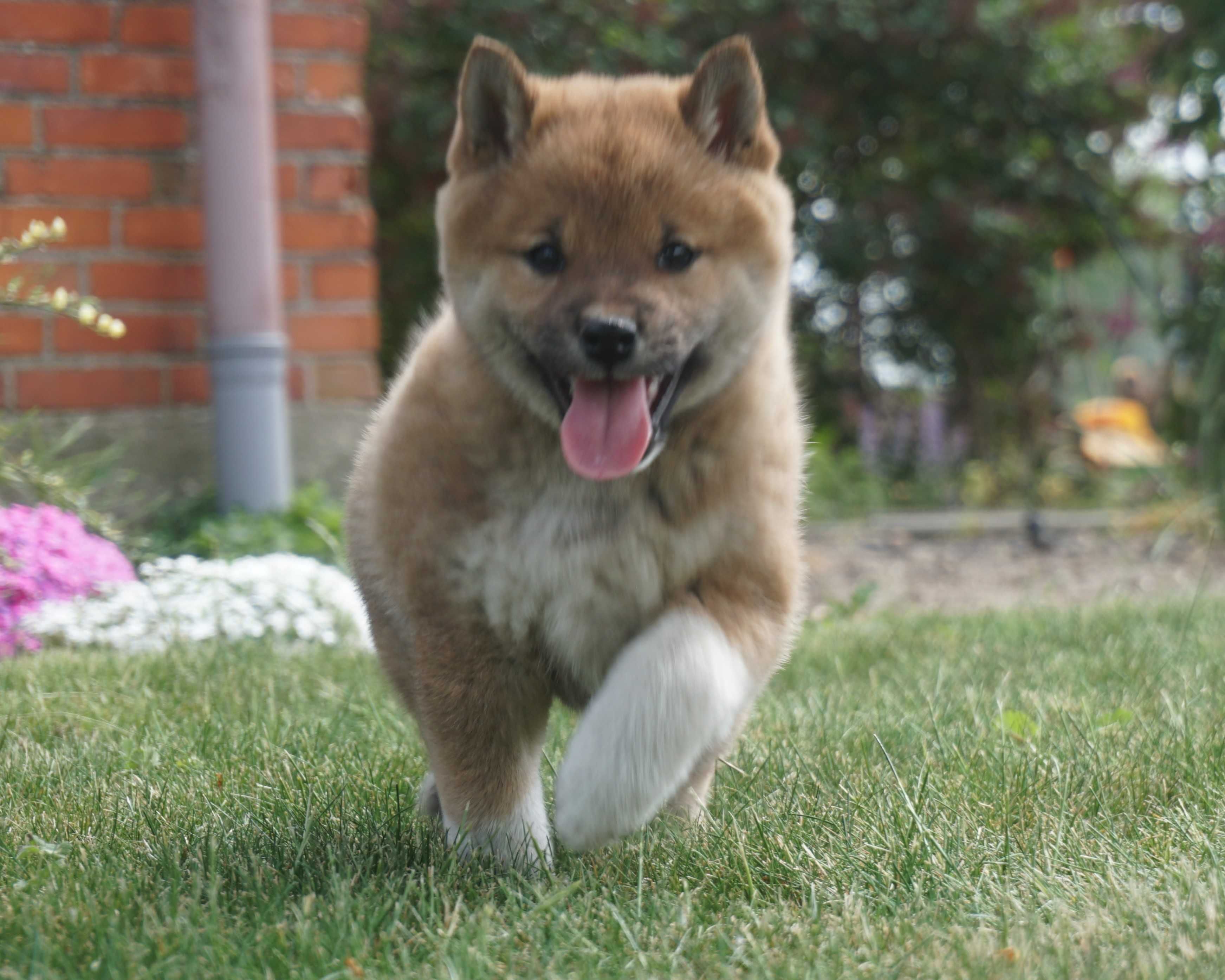 Shiba inu czerwona sunia szczeniak