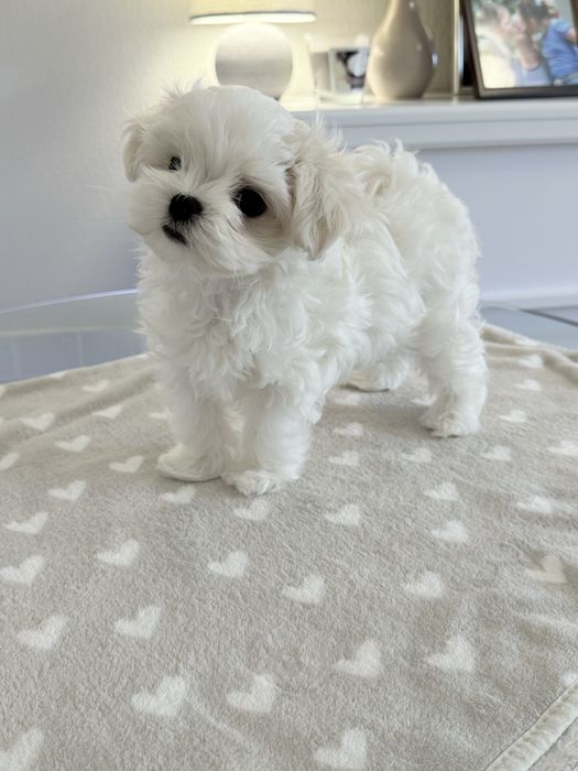 Мальтійська болонка