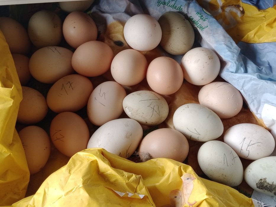 Vendo ovos caseiros