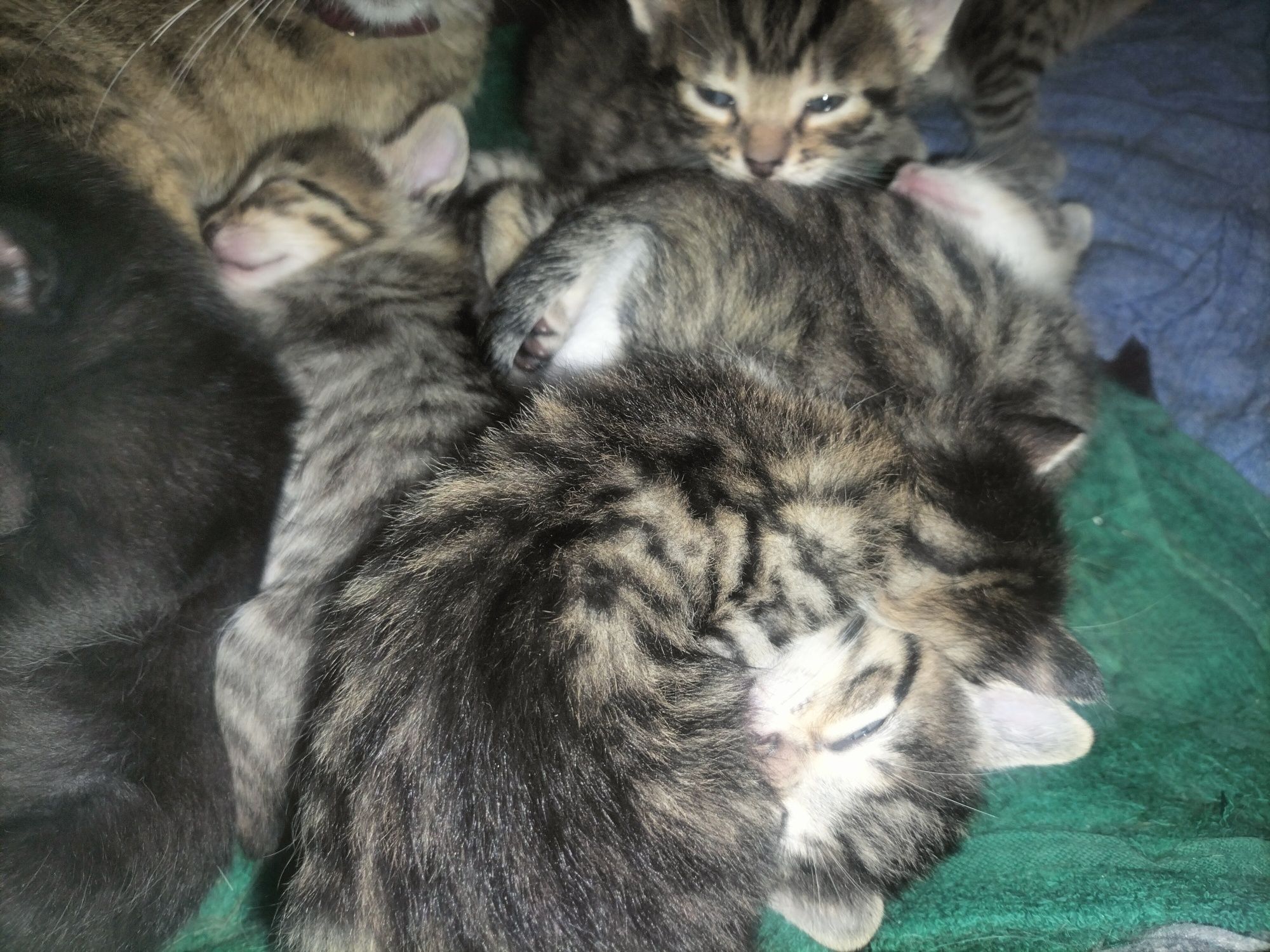 Gatinhos para adoção