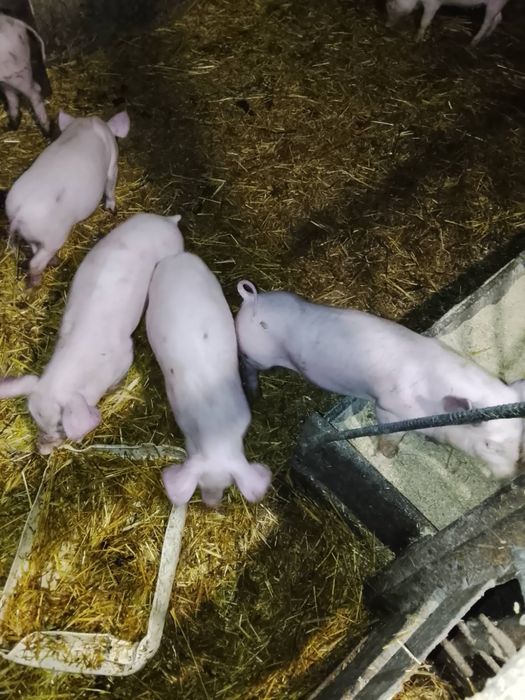 ПРОДАМ Поросят 5000 пара