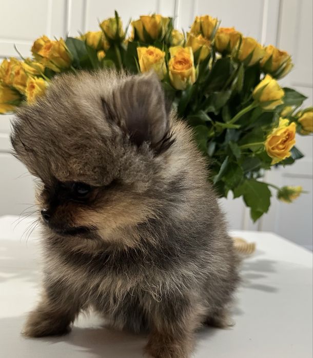 Pomeranian miniaturowy- misiek Baddy