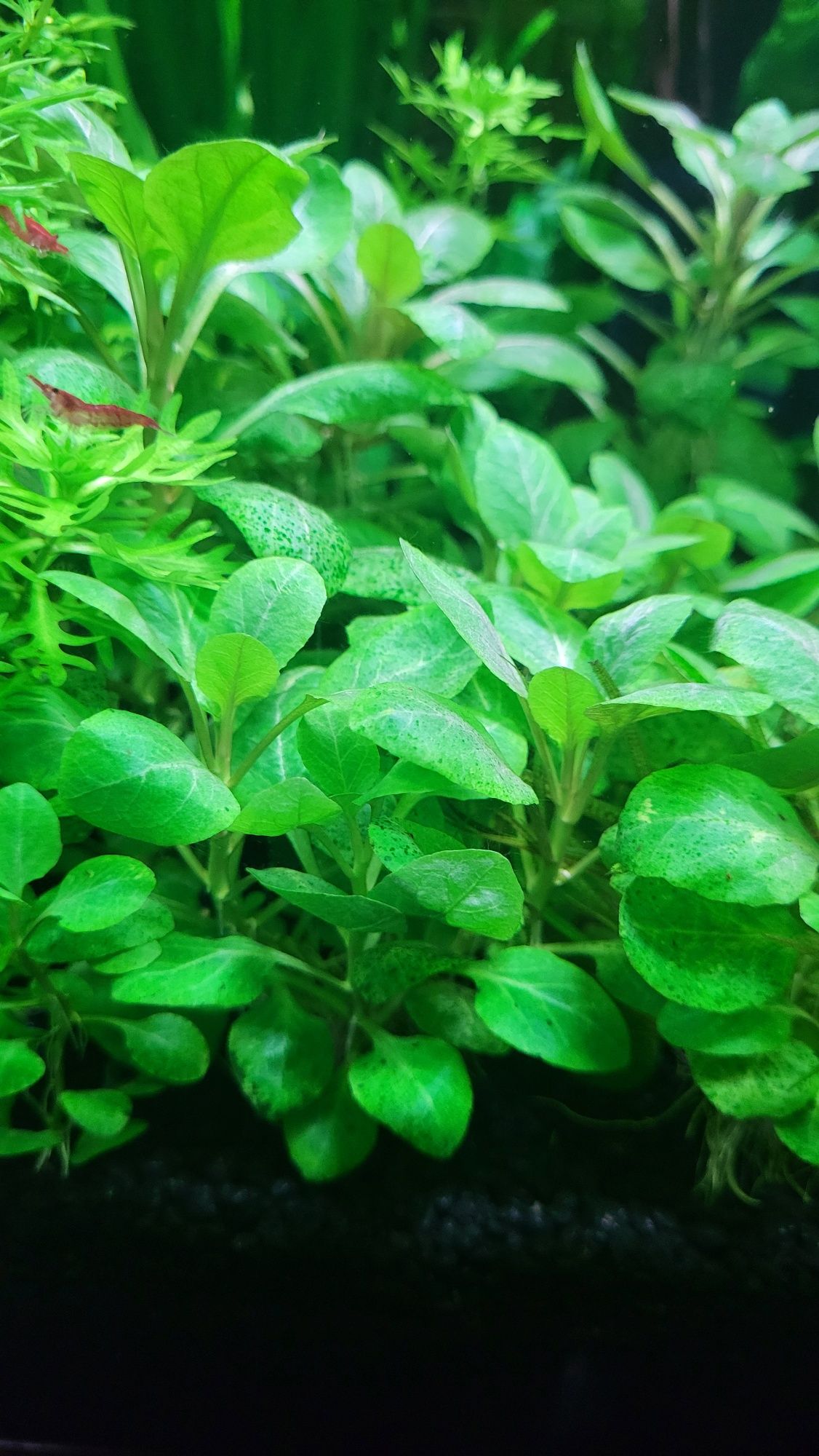 Rośliny Akwariowe - Lobelia cardinalis mini