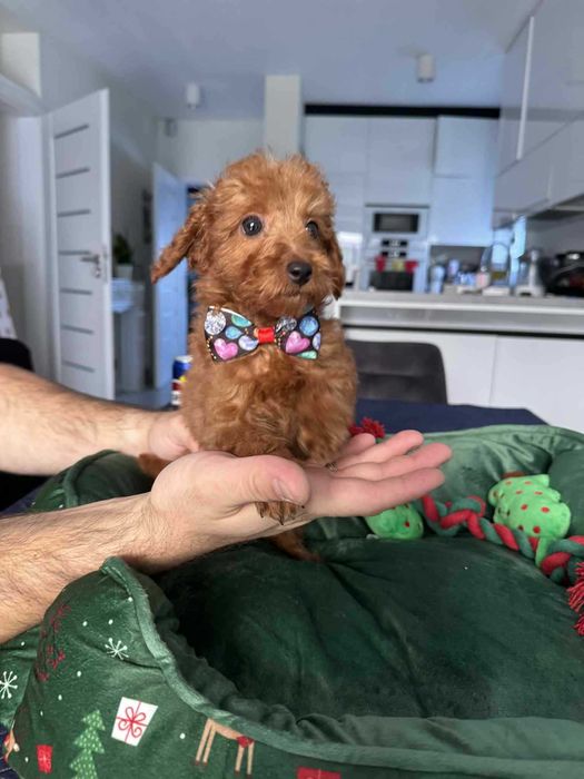 ROCCO  Maltipoo f1b mama Maltipoo tata Pudel toy o wyglądzie pudla TOY