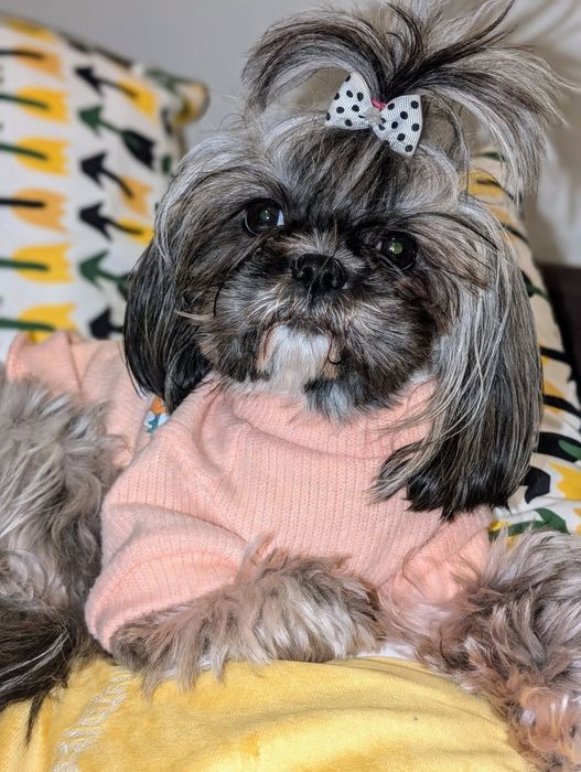 ZAREZERWOWANA Shih tzu sunia tricolor