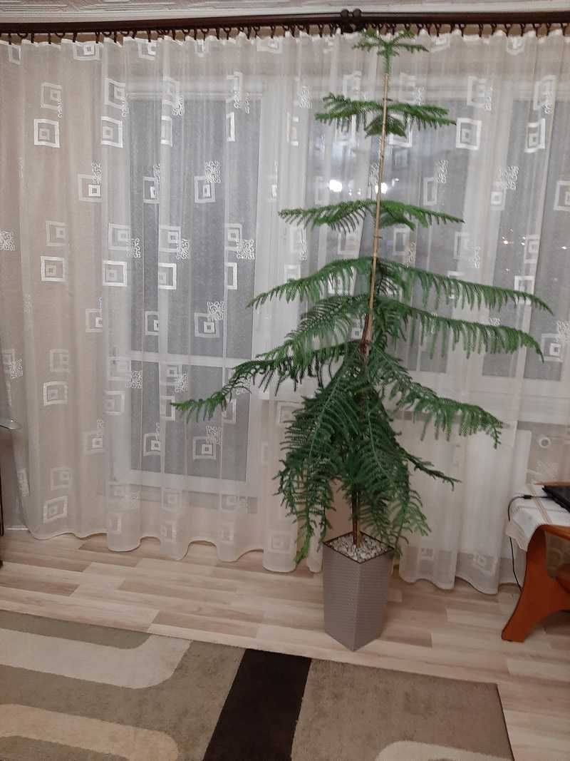 Firana gotowa, długa do pokoju, kremowa Nowa