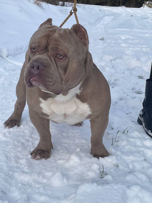 American Bully poket