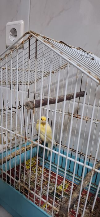 Vendo 2 Canários saudáveis e ativos