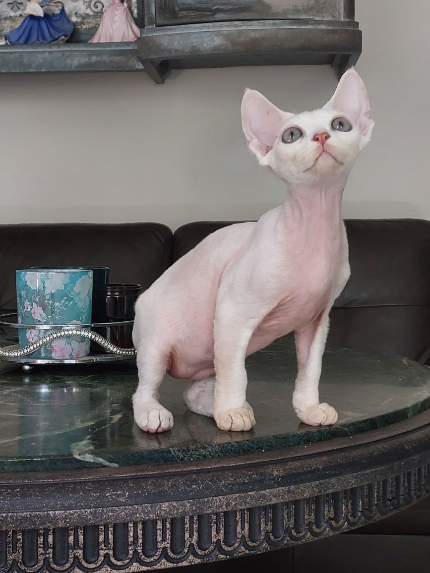 Devon Rex cudowny kociak