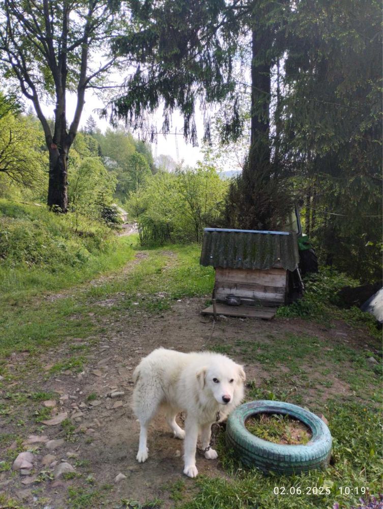 Собака вівчарська