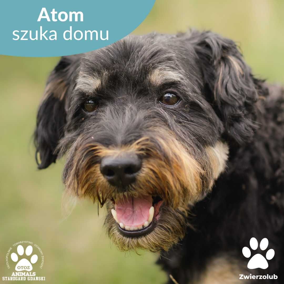 Starszy psiak Atom do adopcji