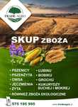 Ekologiczne zboża owies, pszenica, jęczmień, pszenżyto, kukurydza,