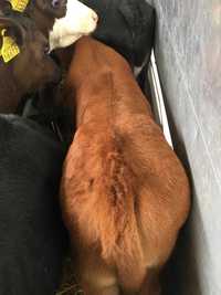 Byczki cielęta cieliczki mięsne