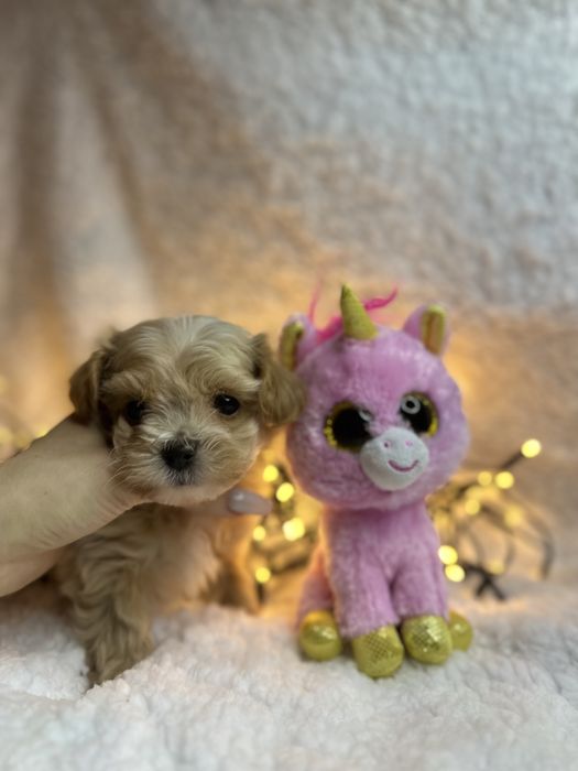 Лучший малыш Мини Мальтипу