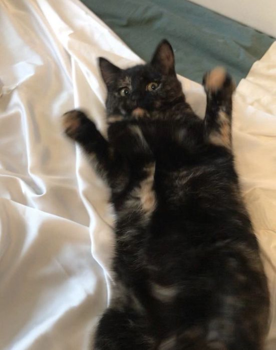 Кошка котенок котята