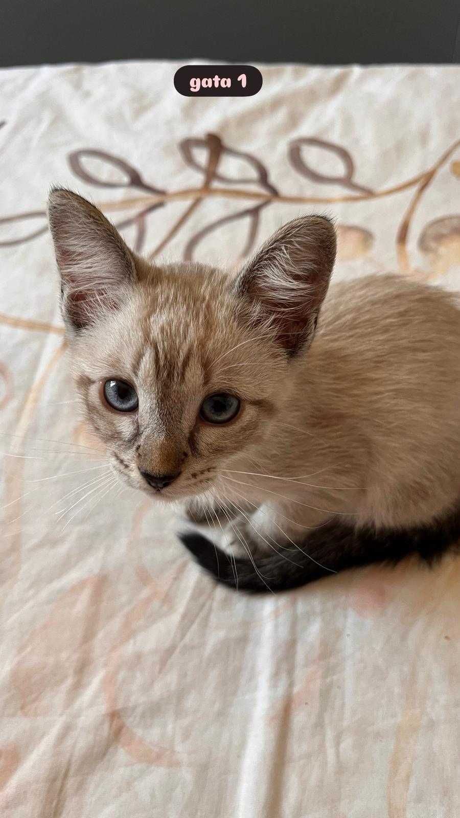 Gatas Bebe  para adopção