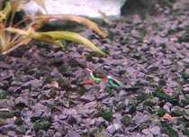 Peixes guppys endler
