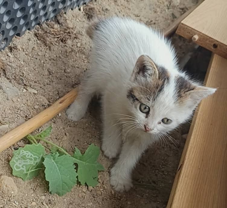 Kotki do oddania w dobre ręce
