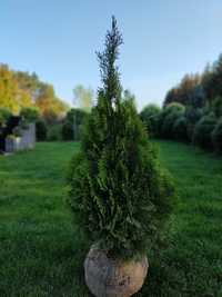 Tuja, tuje szmaragd 20-200cm (thuja, thuje) na żywopłot i nie tylko