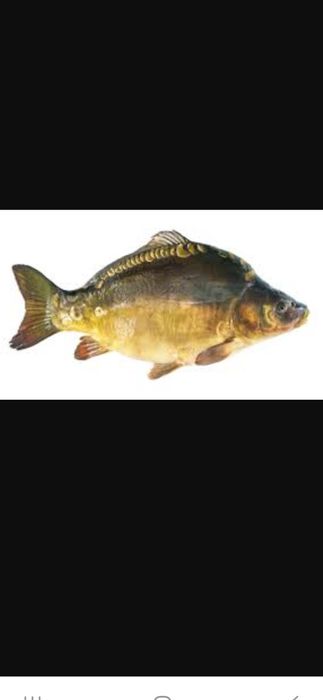 Karp handlowy sprzedam
