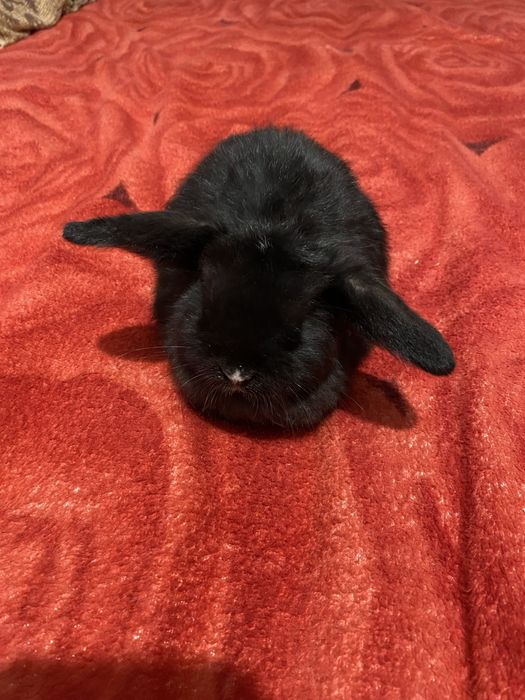 Вислоухие декоративные кролики