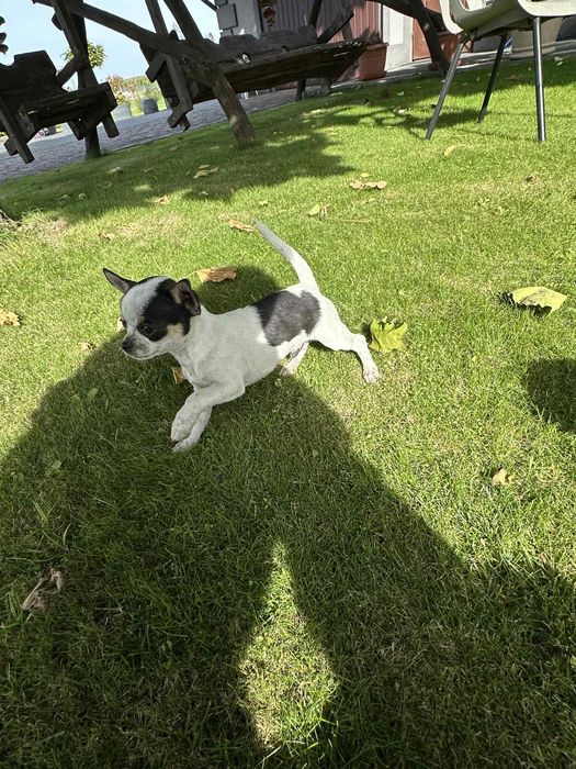 Szczeniak chihuahua piesek