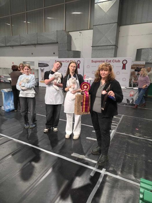 Kocięta Brytyjskie Srebrne Krótkowłose, kot brytyjski, kotka